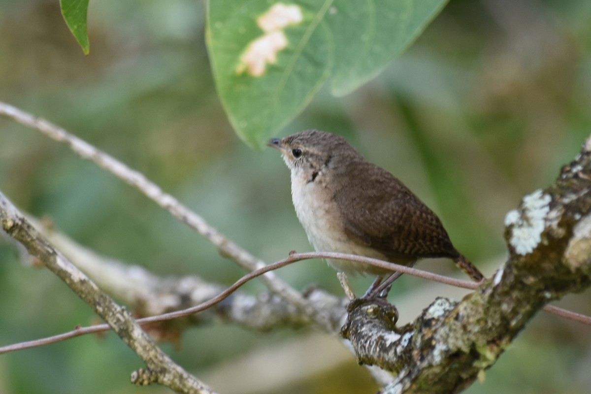 House Wren - ML161684361