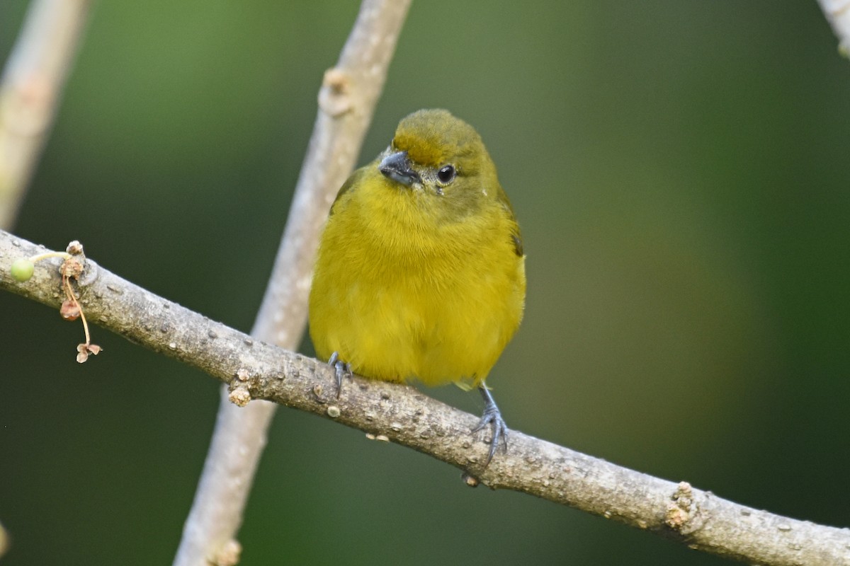 Violaceous Euphonia - Janet Rathjen