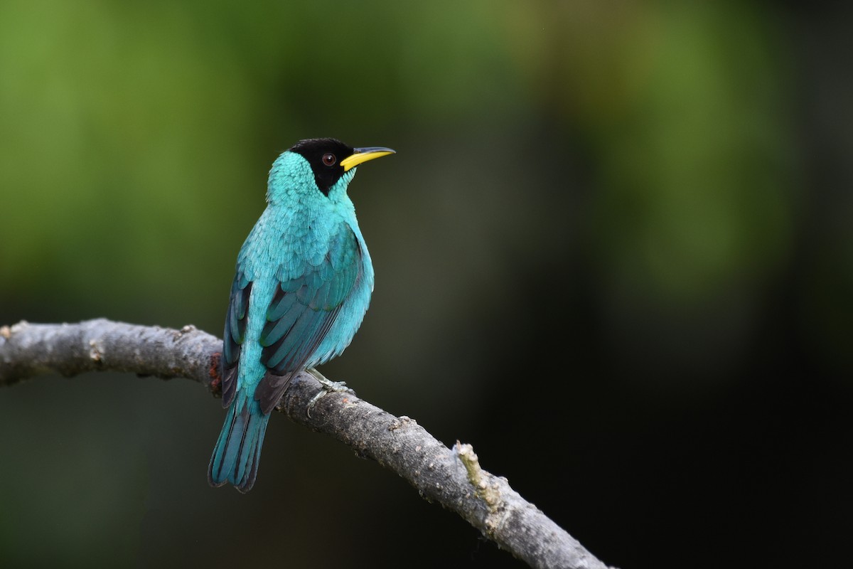 Green Honeycreeper - ML161684701