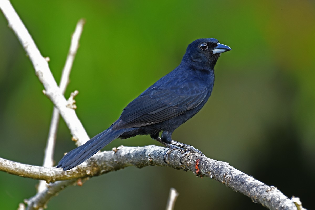 White-lined Tanager - ML161684911