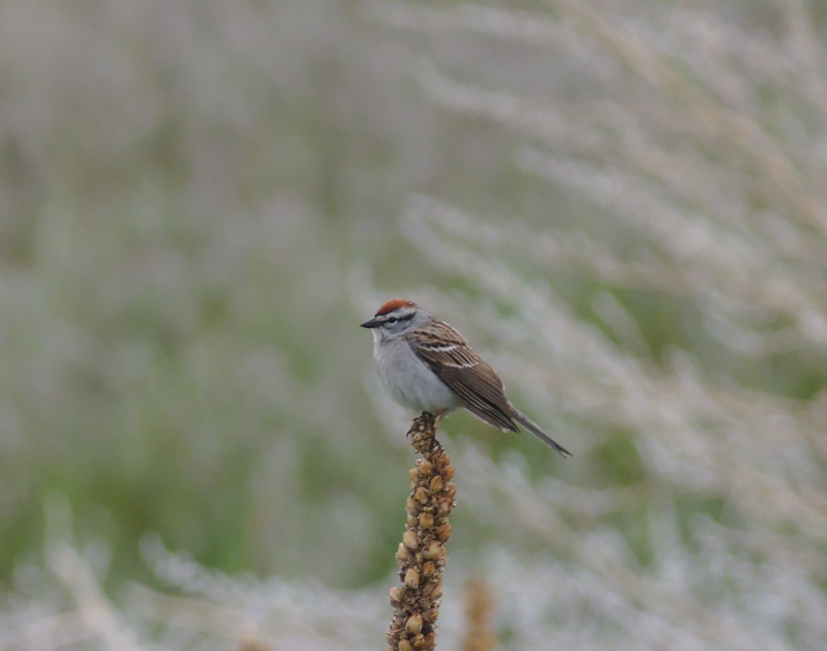 Chipping Sparrow - ML161685001