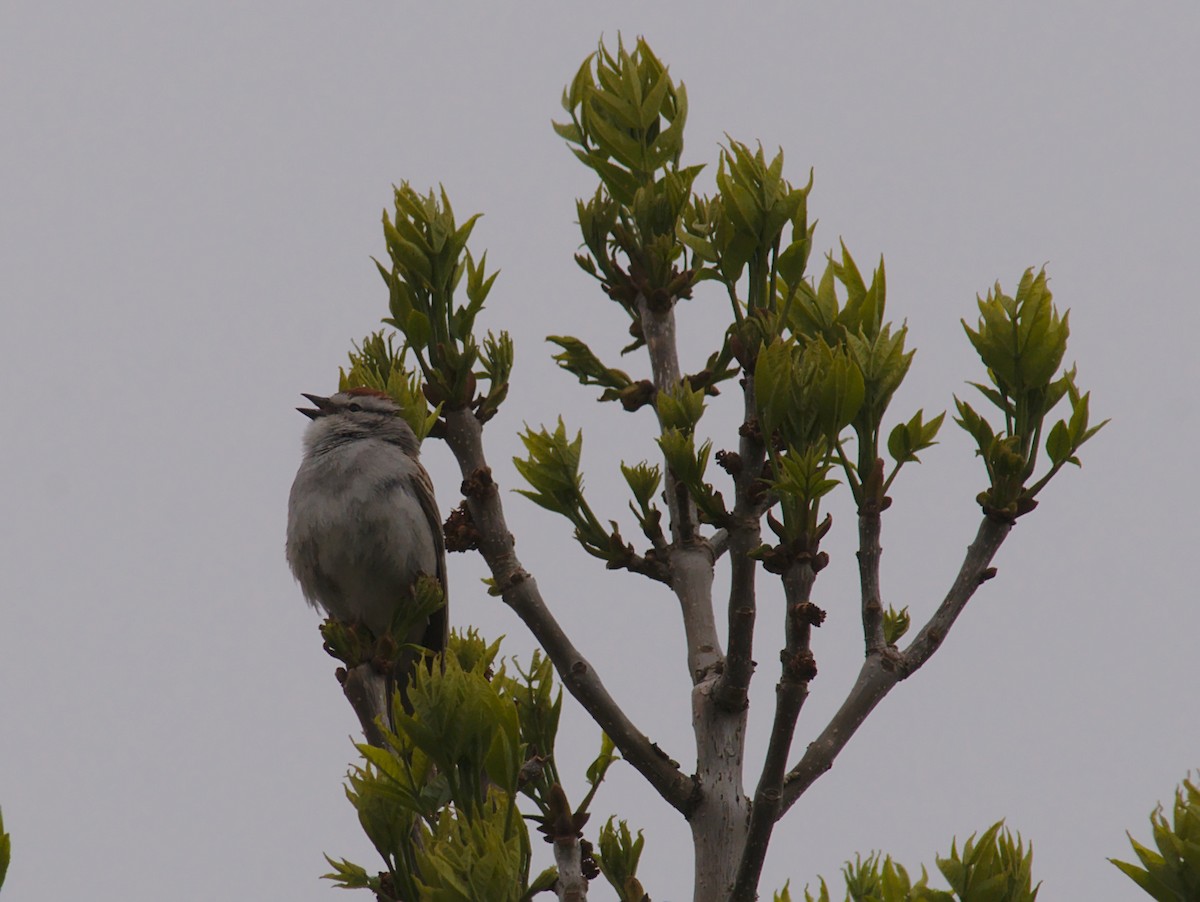 Chipping Sparrow - ML161685021