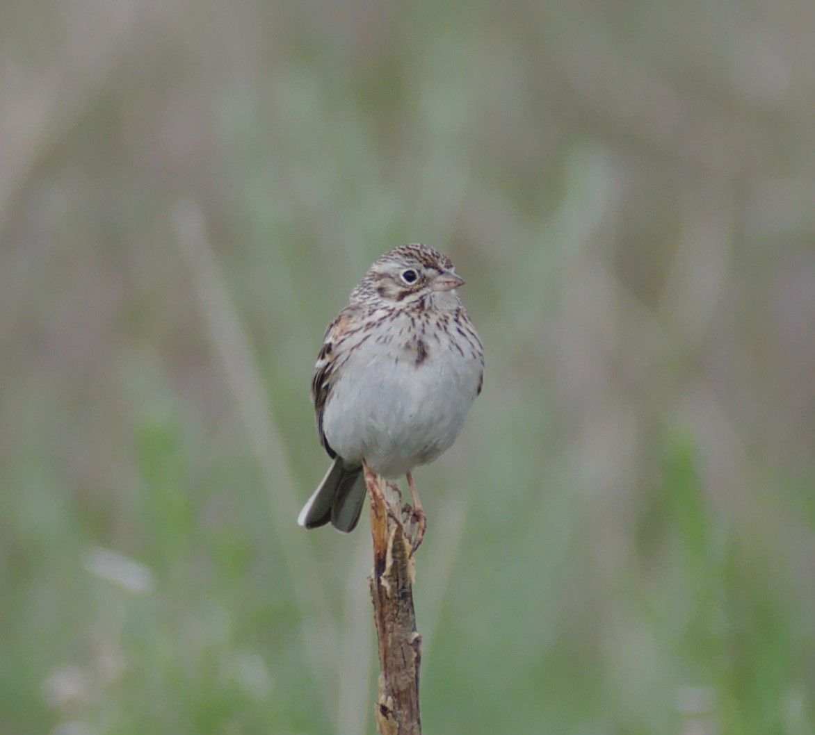 Vesper Sparrow - ML161685481