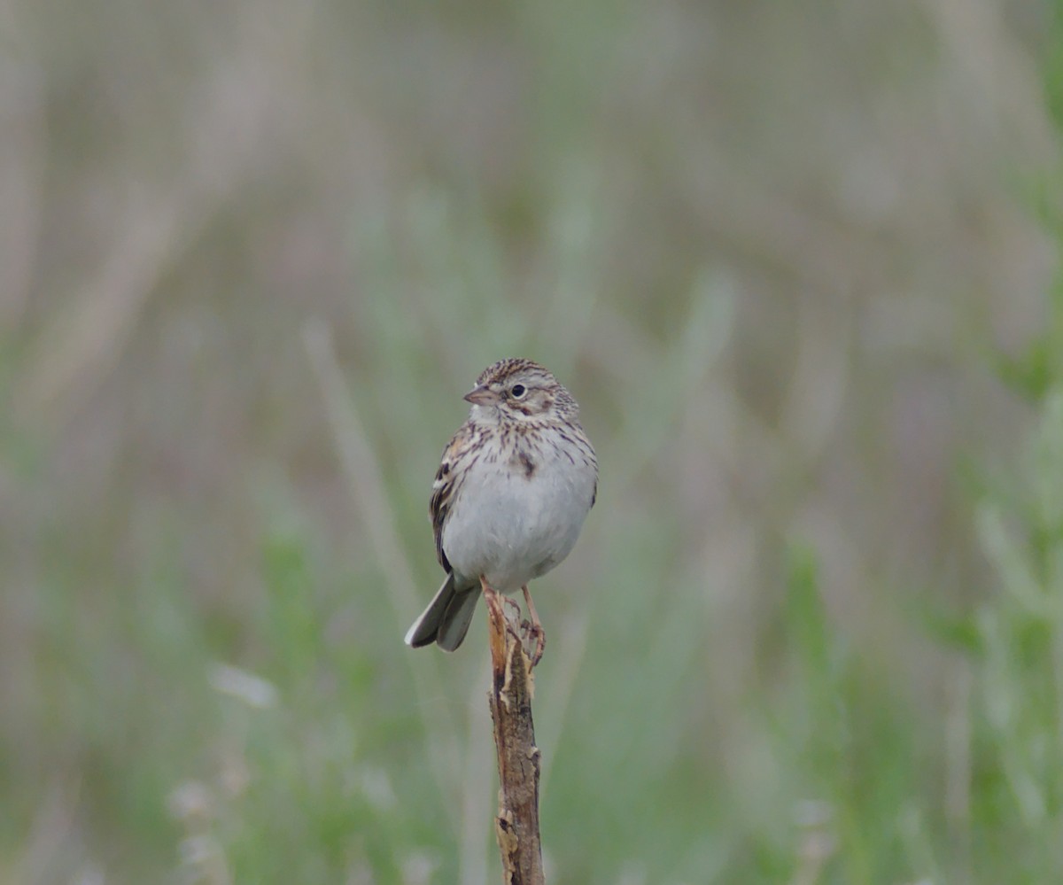 Vesper Sparrow - ML161685491