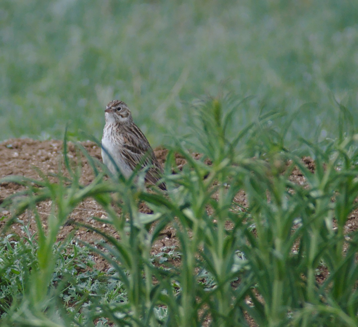 Vesper Sparrow - ML161685531