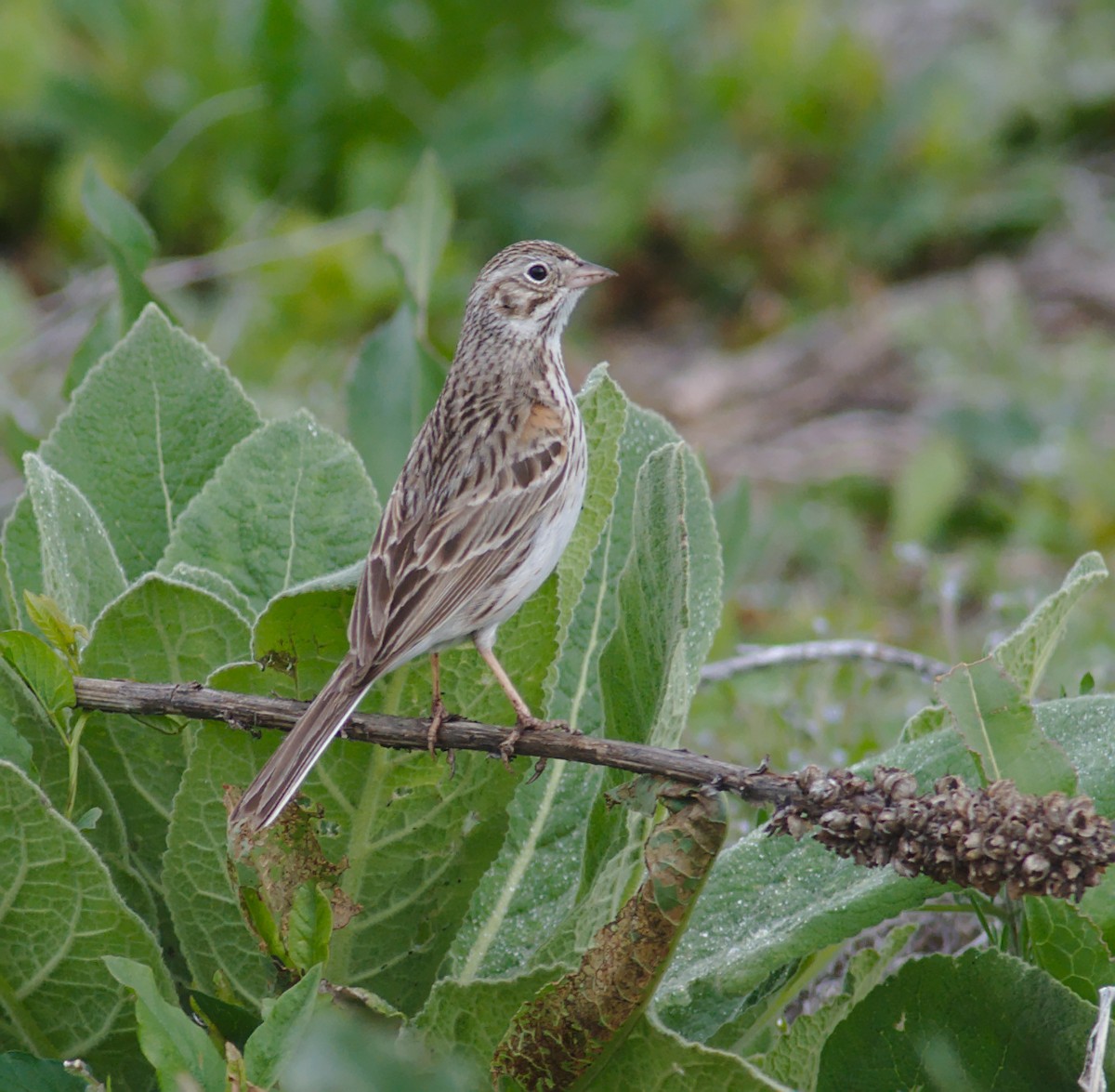 Vesper Sparrow - ML161685541