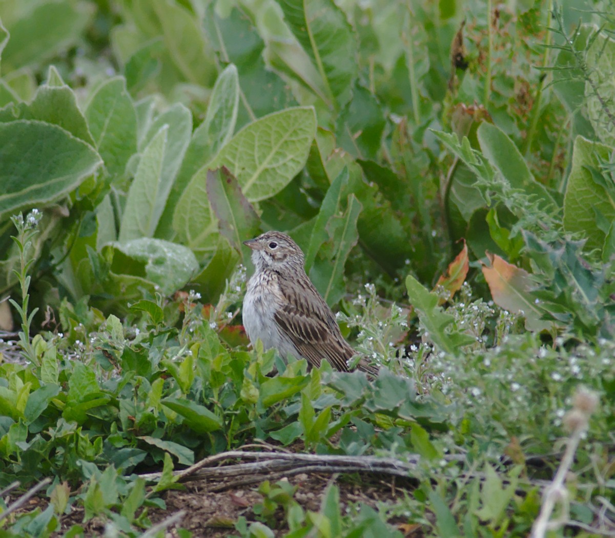 Vesper Sparrow - ML161685561