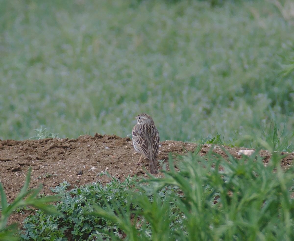 Vesper Sparrow - ML161685571