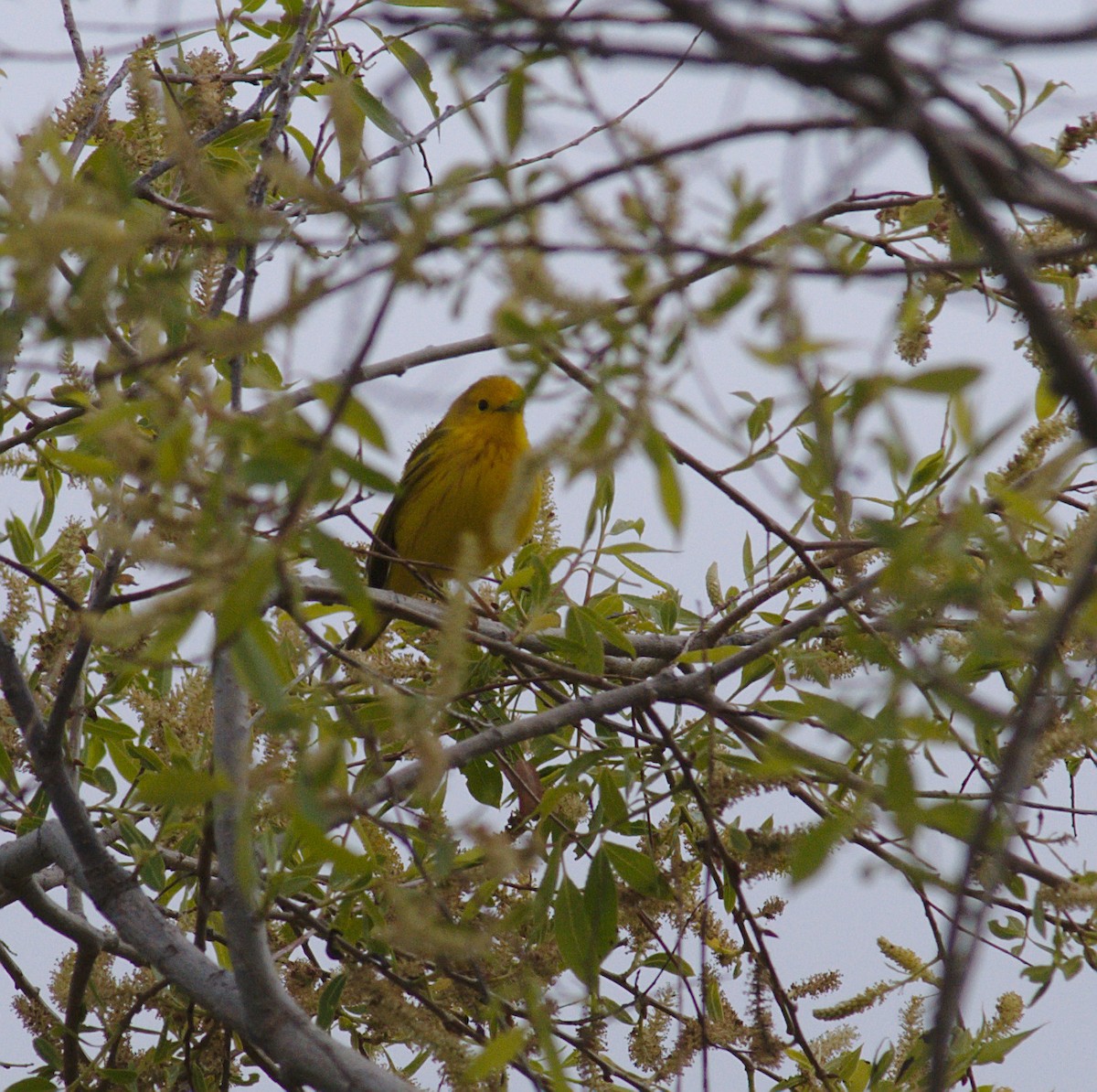Yellow Warbler (Northern) - ML161685901