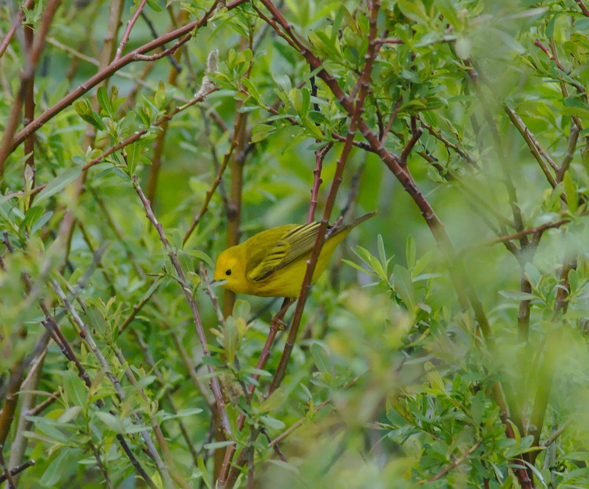 Yellow Warbler (Northern) - ML161685911