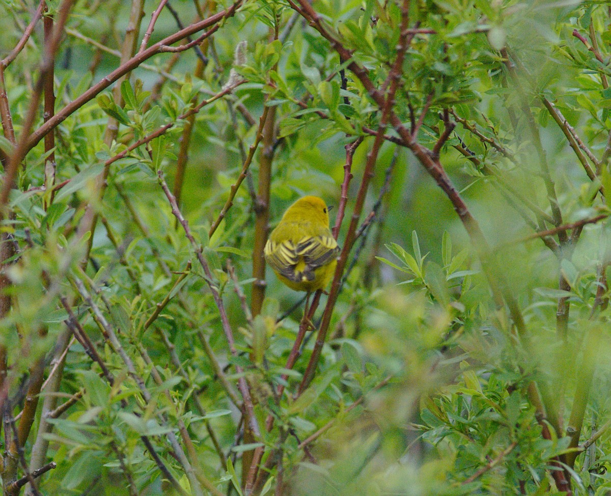Yellow Warbler (Northern) - ML161685921