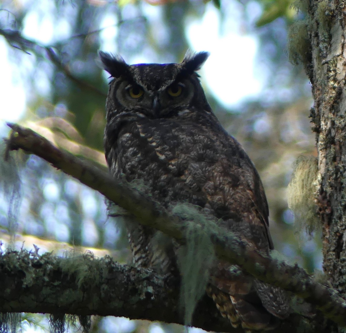 Great Horned Owl - ML161685931