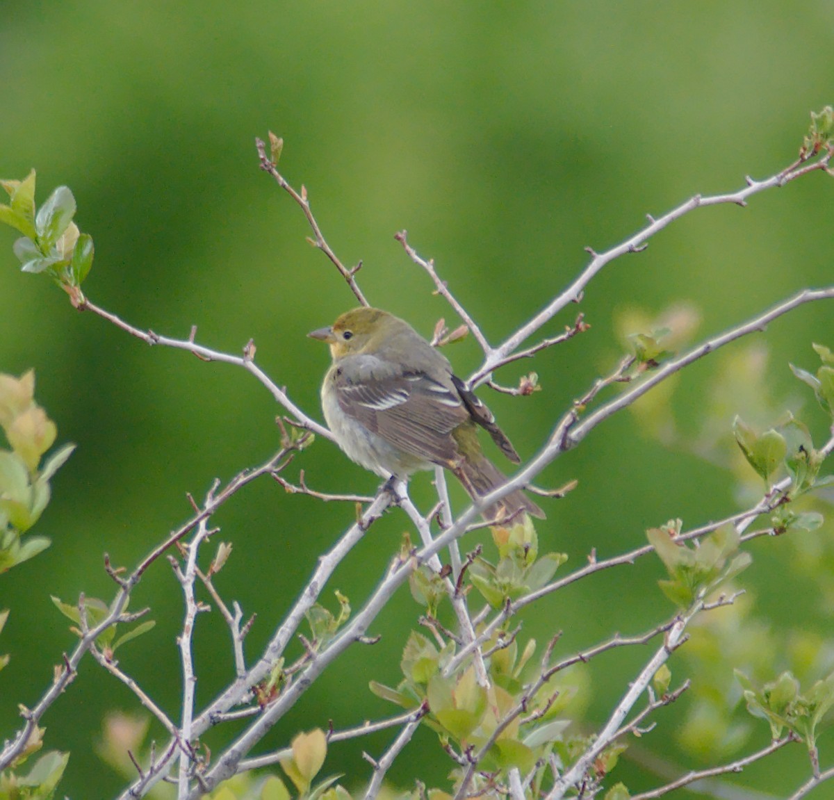 Western Tanager - ML161685981