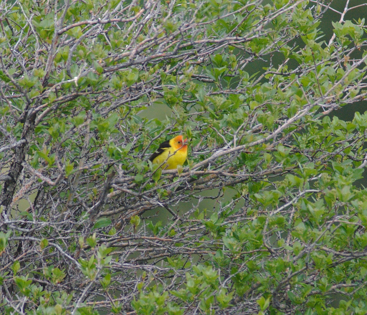 Western Tanager - ML161686011