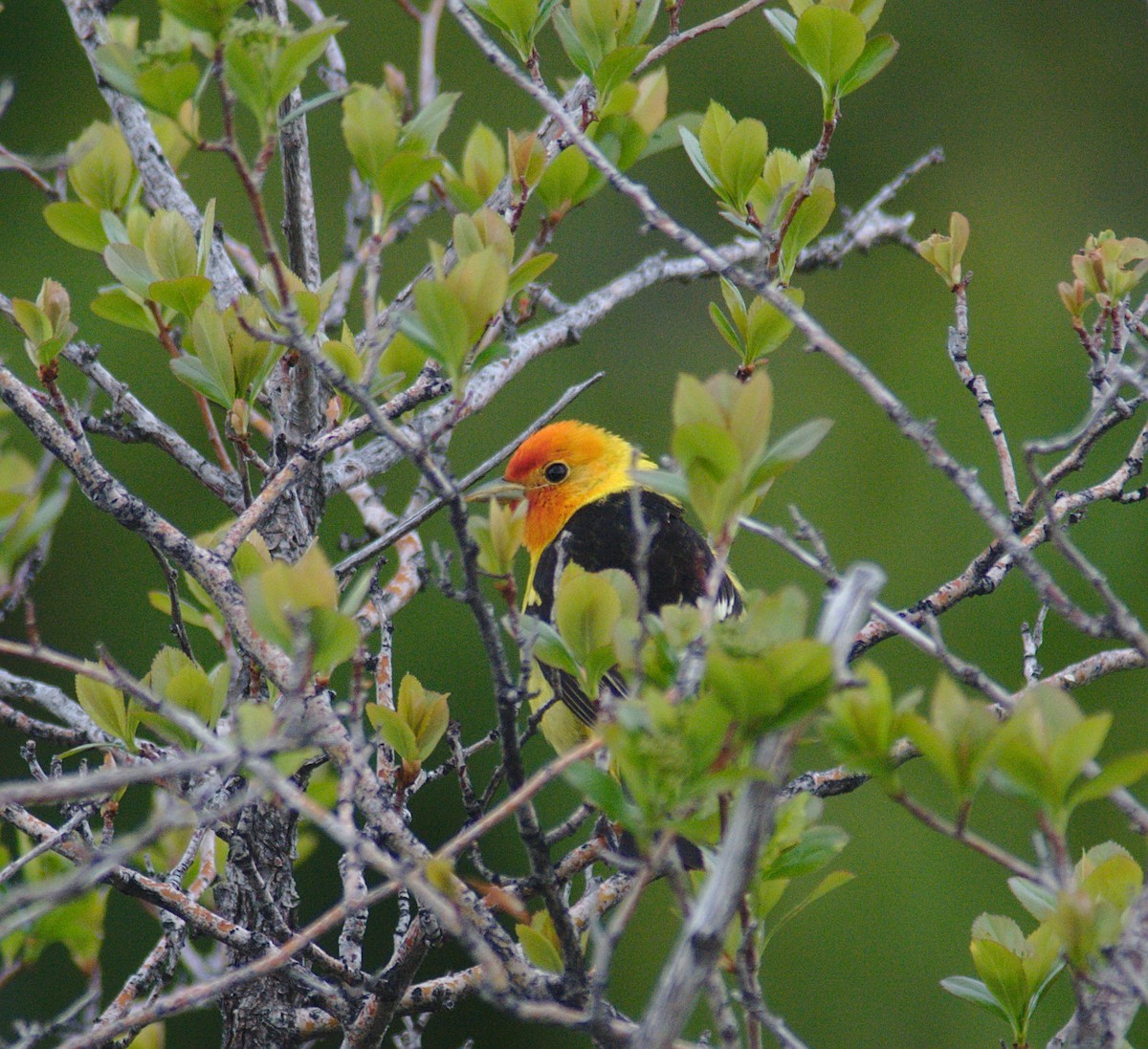 Western Tanager - ML161686021