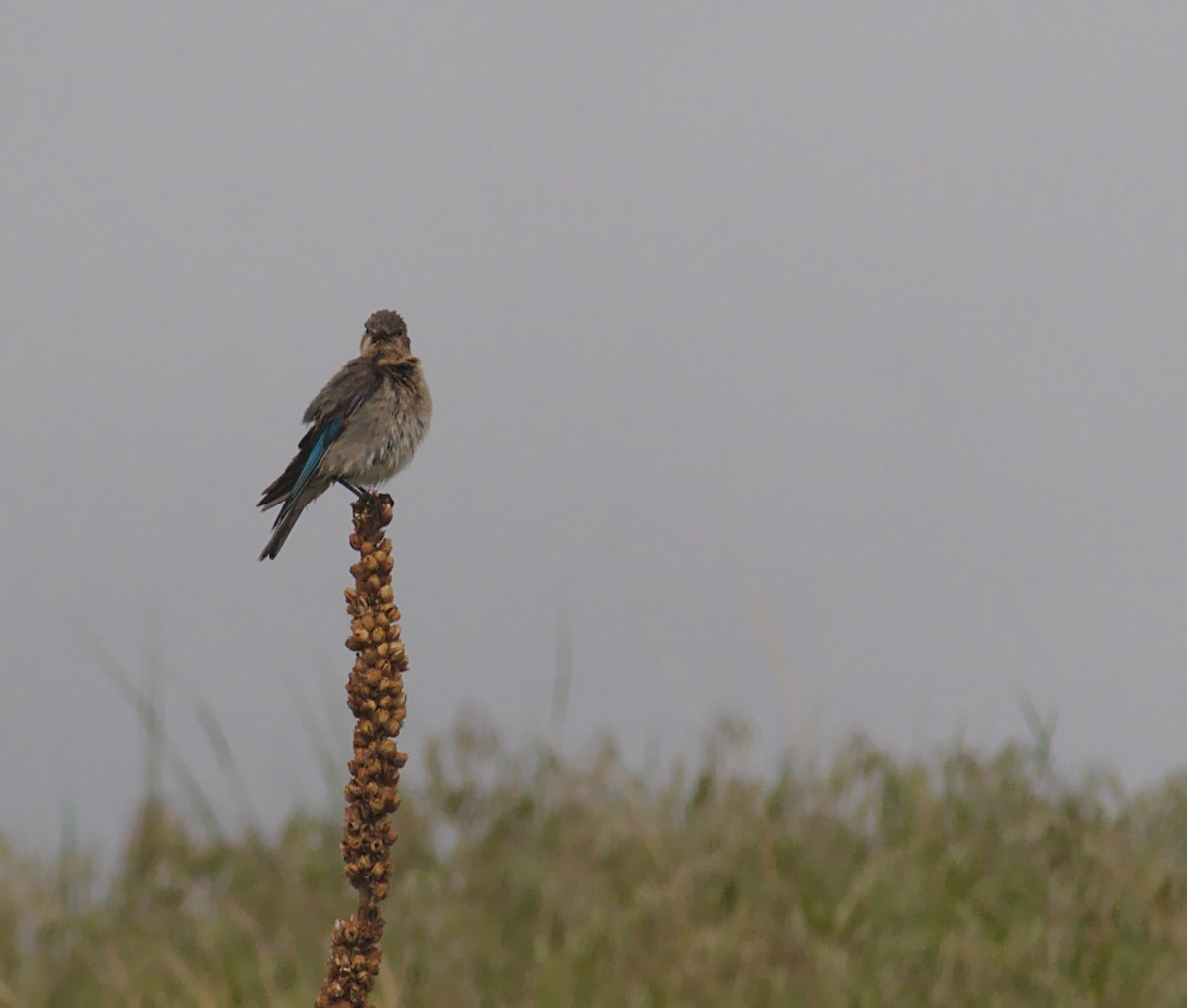 Mountain Bluebird - ML161686101