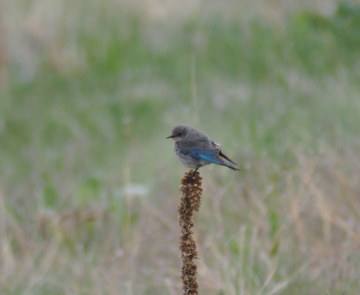 Mountain Bluebird - ML161686111