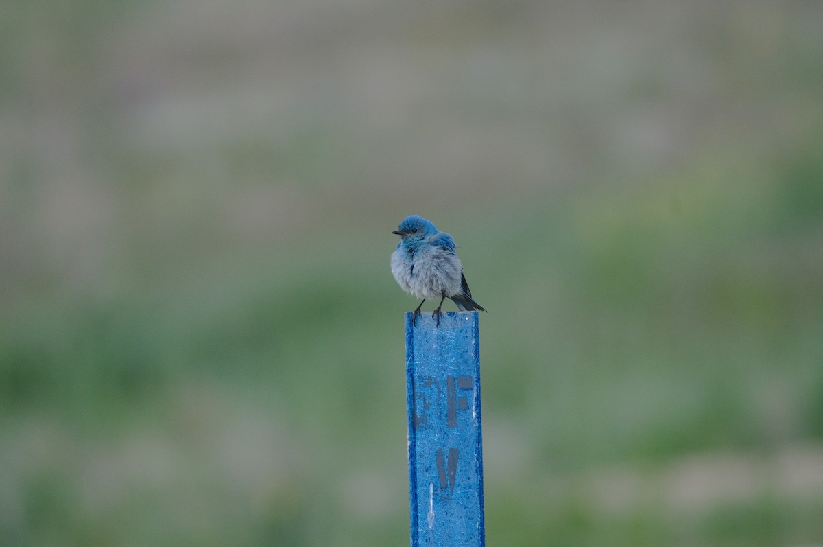Mountain Bluebird - ML161686151