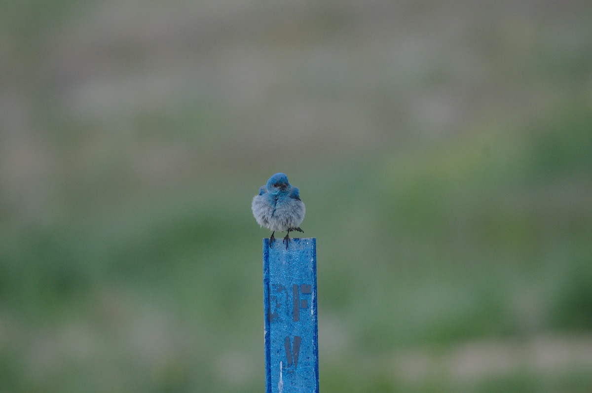 Mountain Bluebird - ML161686161