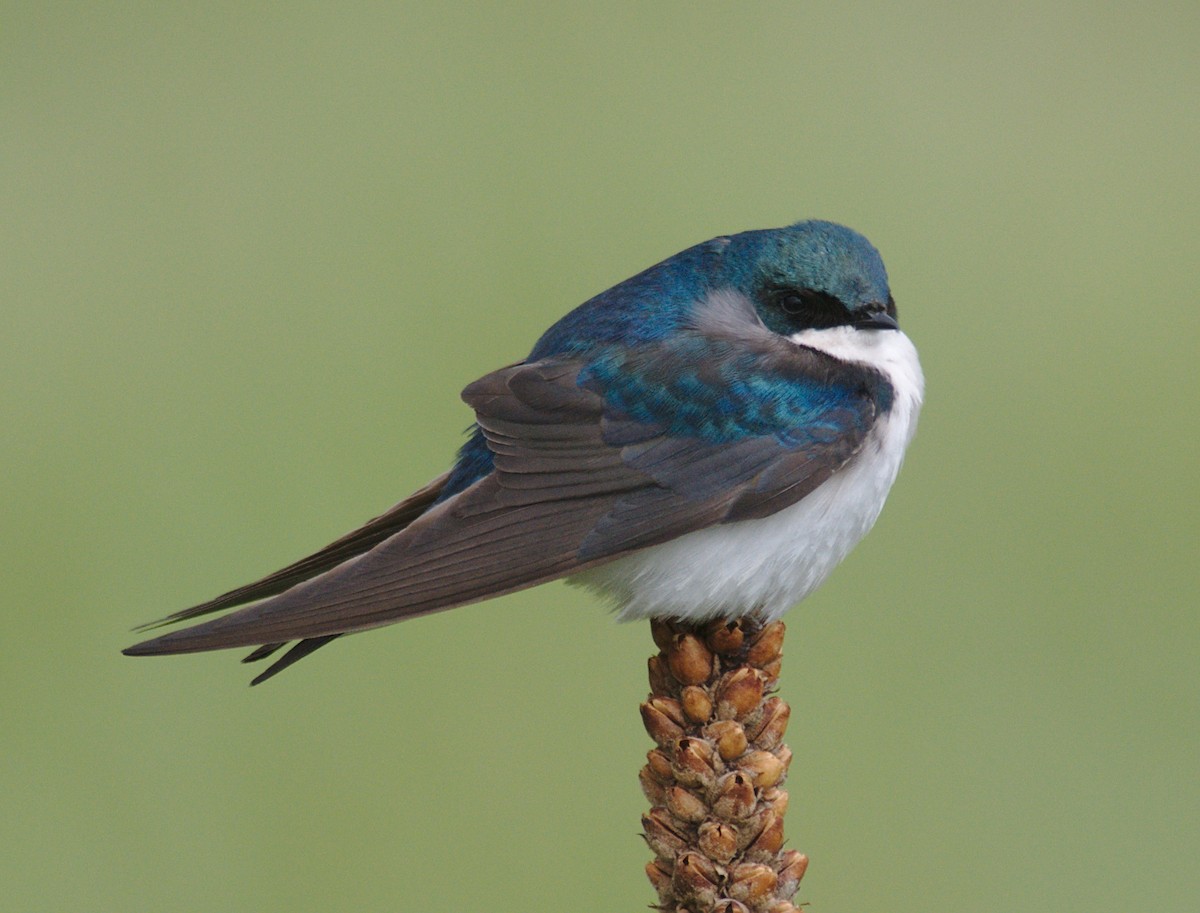Tree Swallow - ML161686191