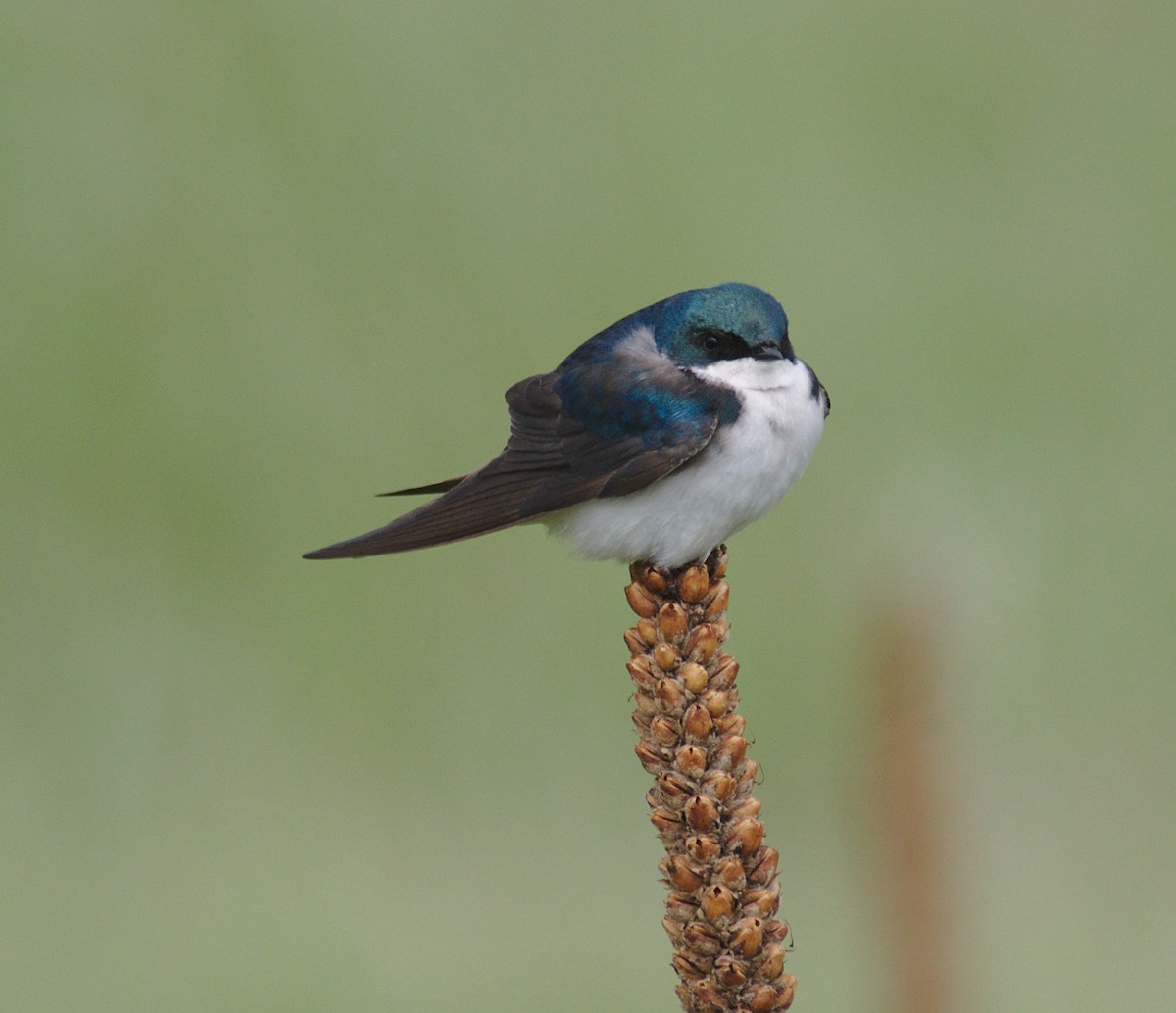 Tree Swallow - ML161686211