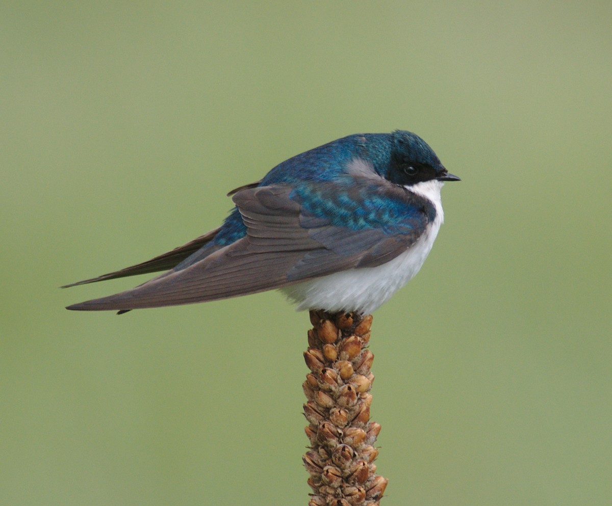 Tree Swallow - ML161686221