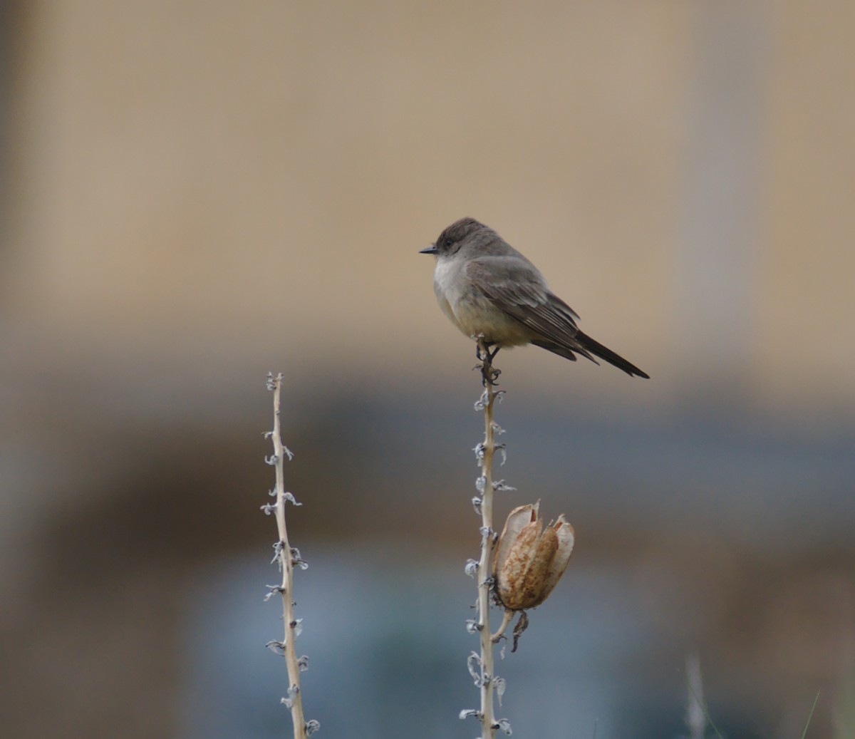Say's Phoebe - ML161686291