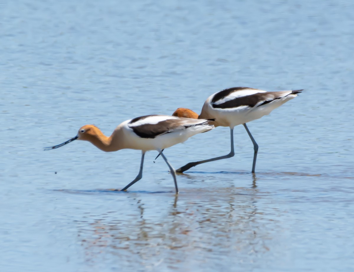 Avocette d'Amérique - ML161686531