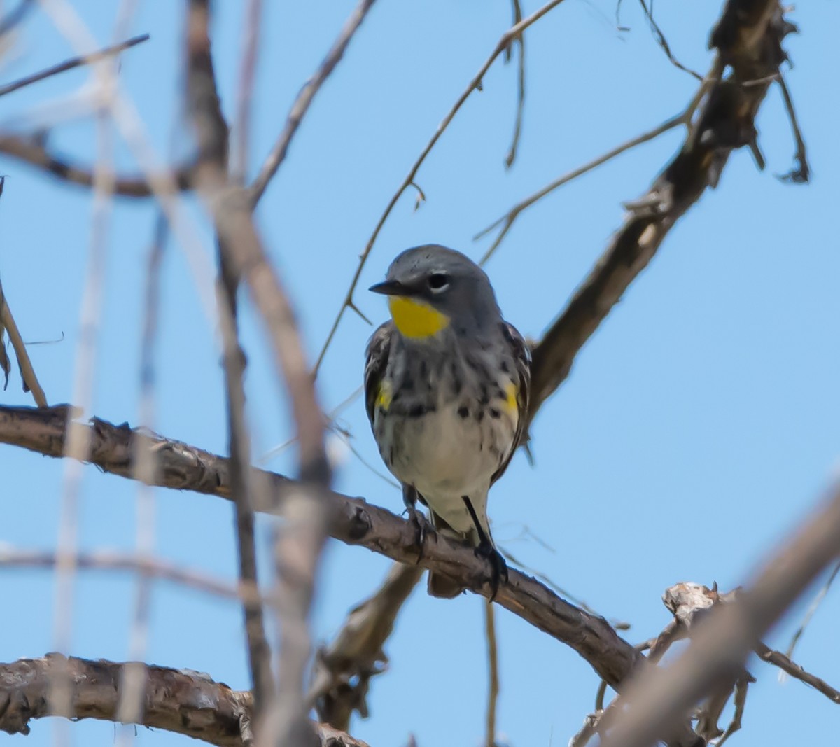 Yellow-rumped Warbler (Audubon's) - ML161686761