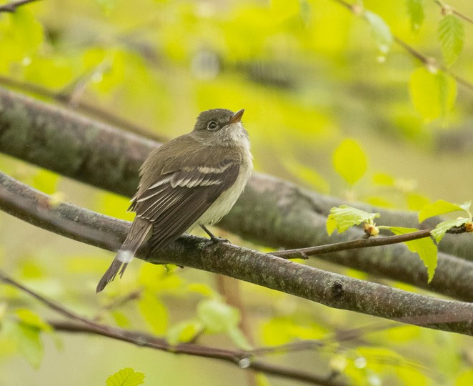 Least Flycatcher - ML161688011