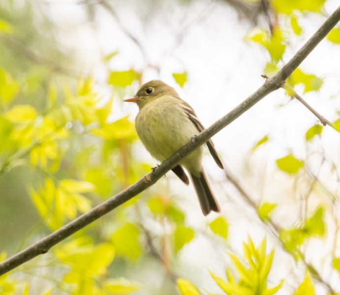 Yellow-bellied Flycatcher - ML161688091