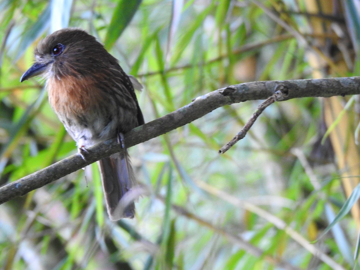 Moustached Puffbird - ML161689101