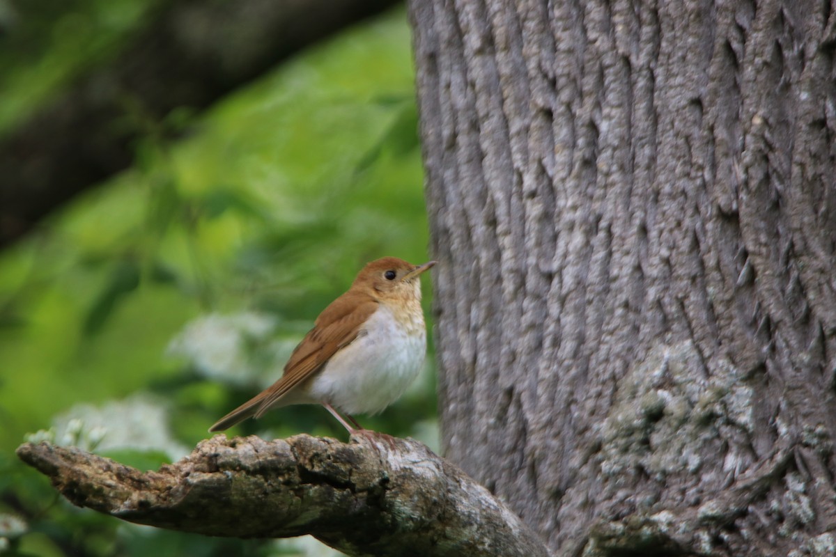 Veery - ML161690011