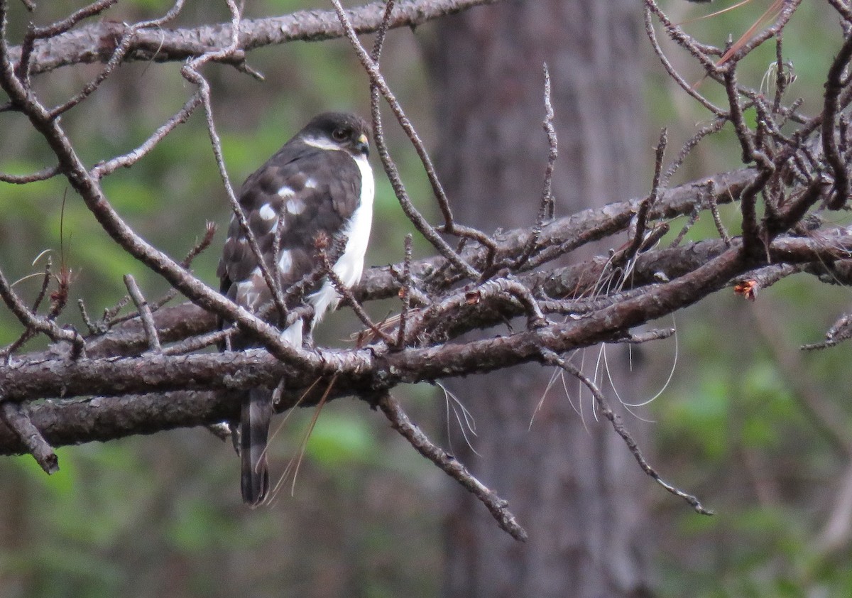 Sharp-shinned Hawk (White-breasted) - ML161690641