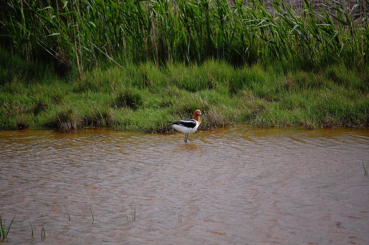 American Avocet - Nicole Santoyo