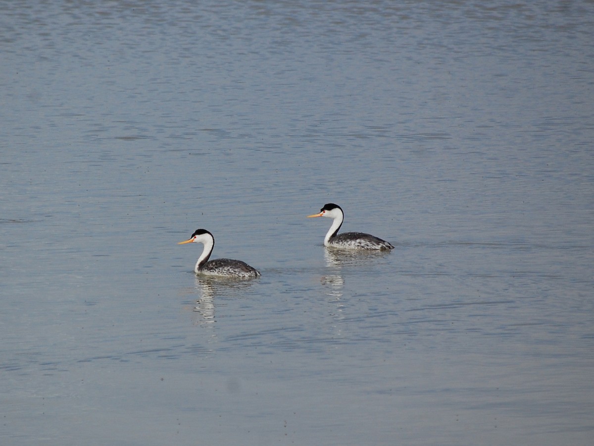 Clark's Grebe - ML161691171