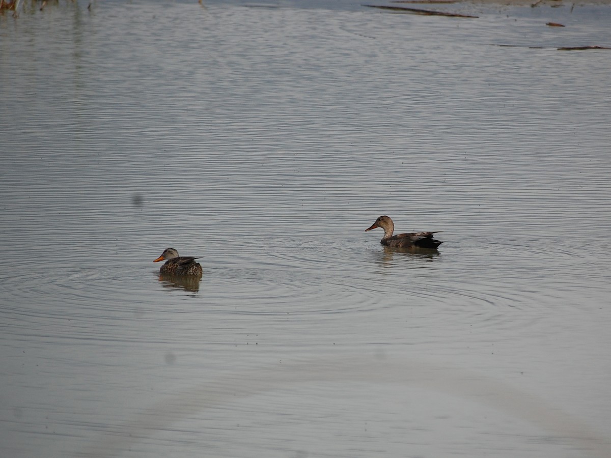 Gadwall - ML161691781