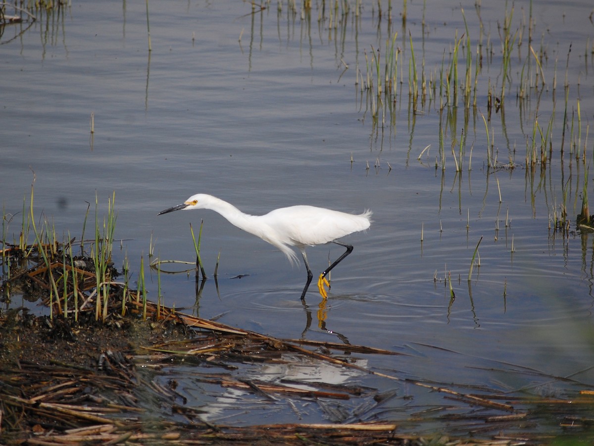 Aigrette neigeuse - ML161692081