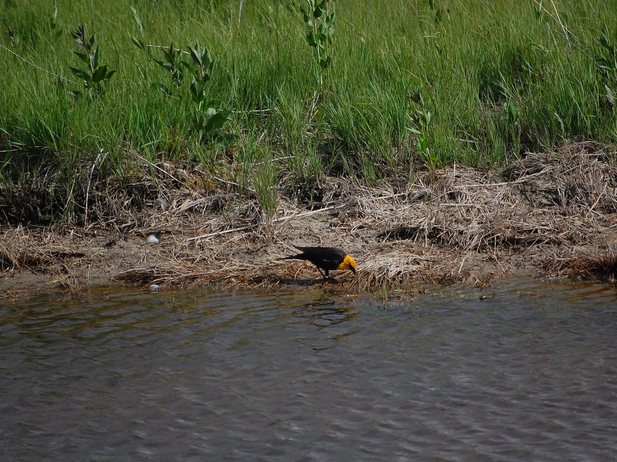 Yellow-headed Blackbird - ML161692501