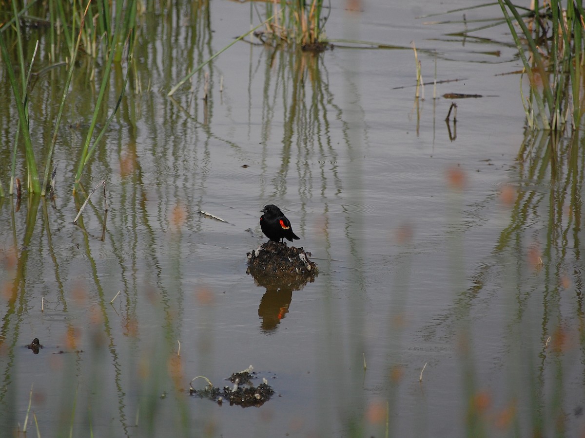 Red-winged Blackbird - ML161692601