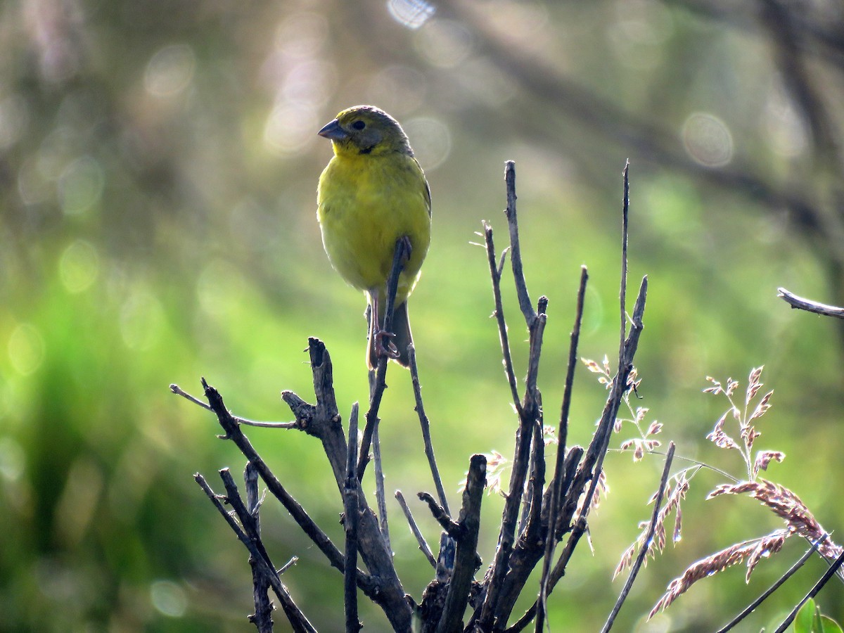 Grassland Yellow-Finch (Montane) - ML161692611