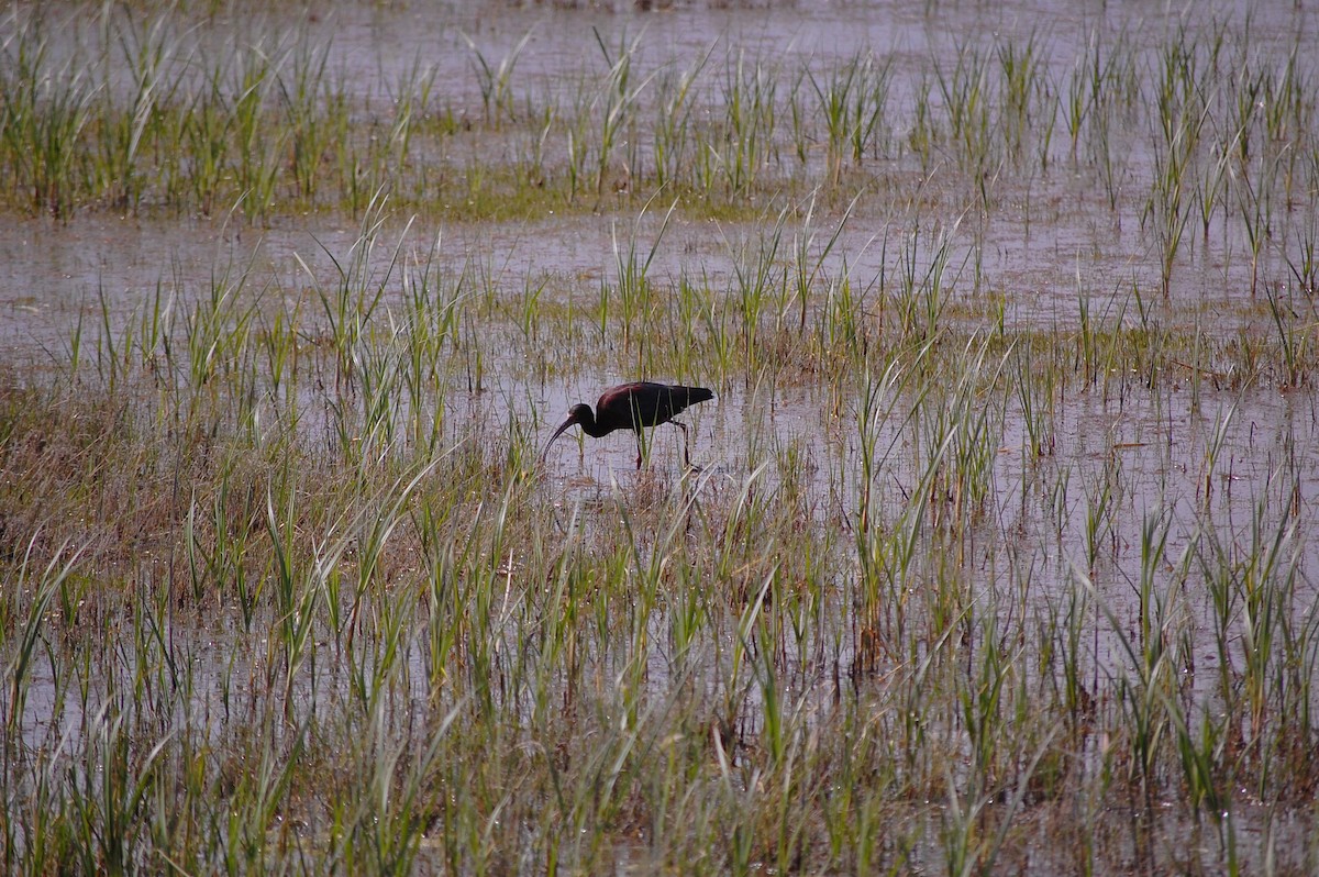 White-faced Ibis - ML161692751