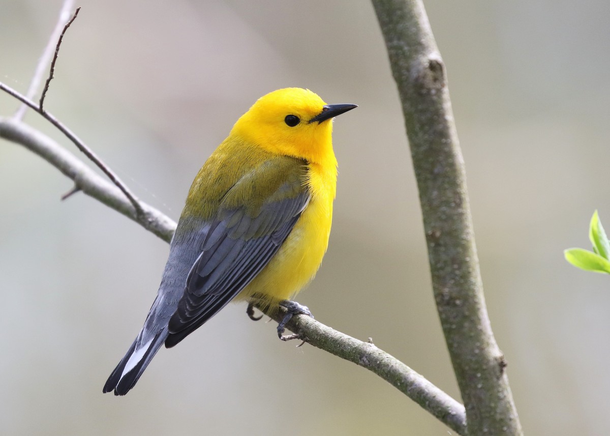 Prothonotary Warbler - ML161693241