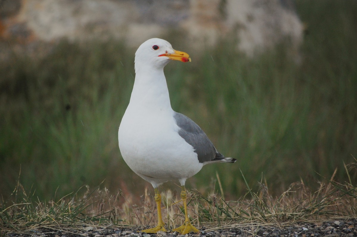 California Gull - ML161693321