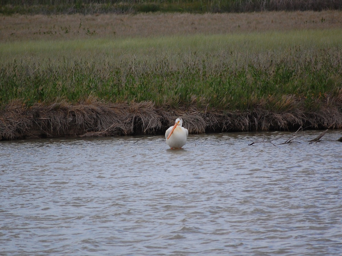 American White Pelican - ML161693441