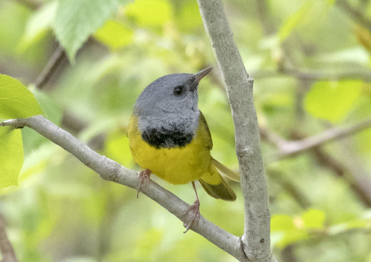 Graukopf-Waldsänger - ML161695411