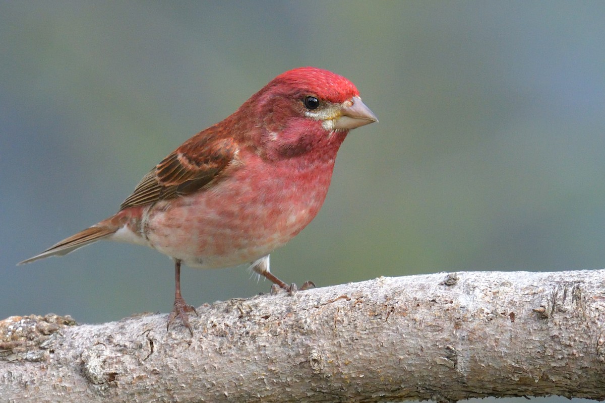 Purple Finch - Yves Darveau