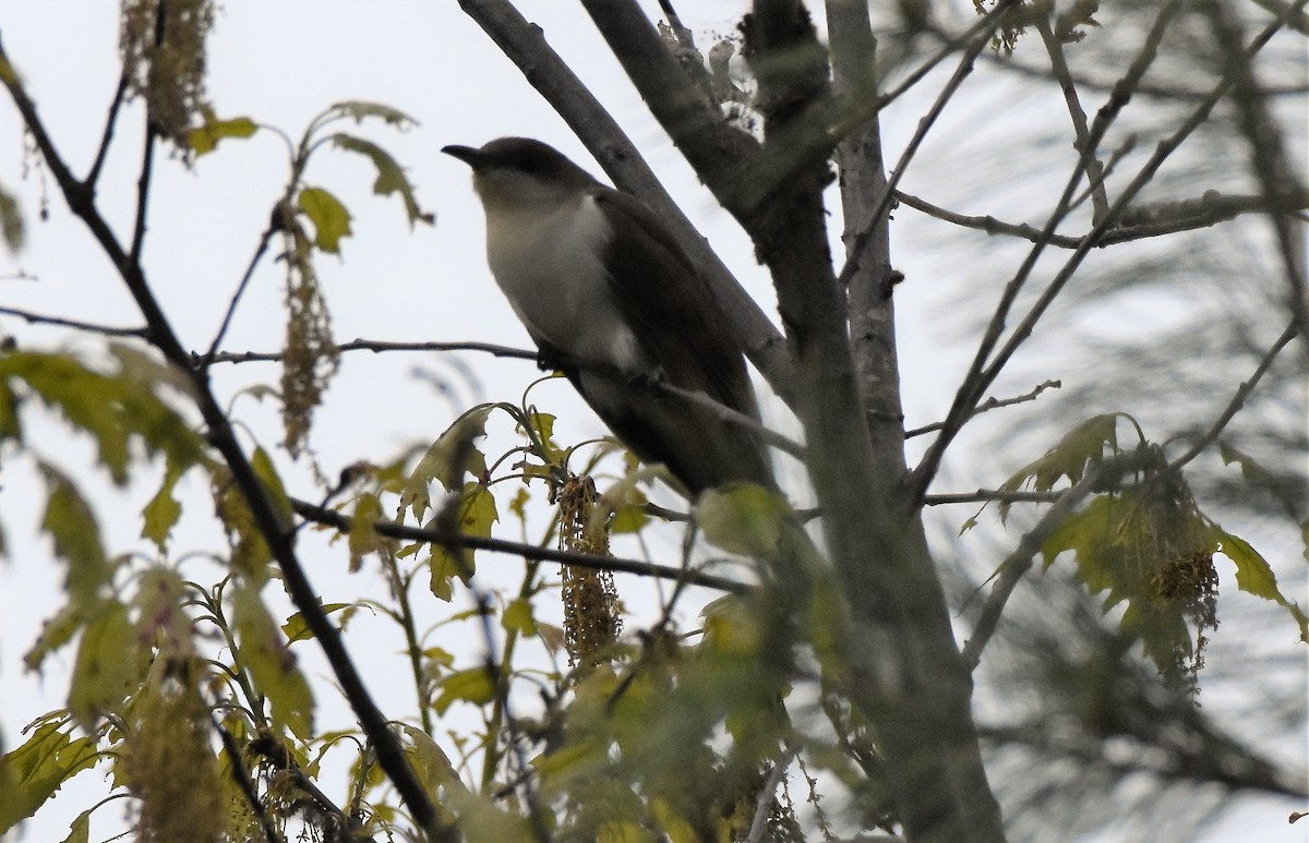 Black-billed Cuckoo - ML161696721