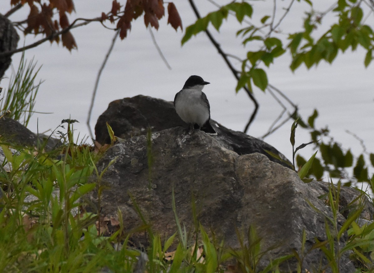 Eastern Kingbird - ML161696781