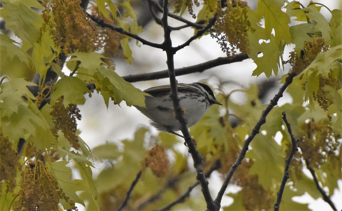 Blackpoll Warbler - ML161696921